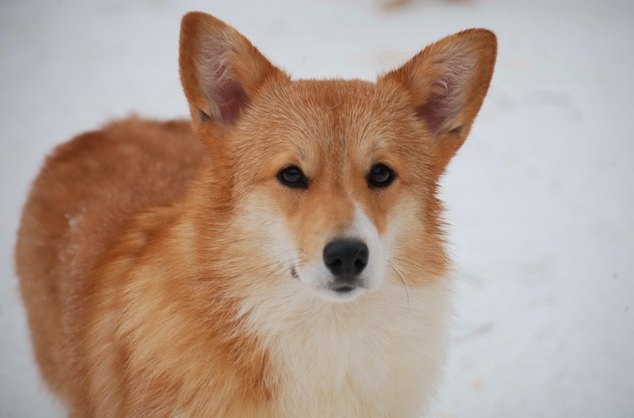 Корги собака рыжая