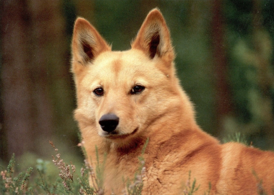 Собака финский шпиц