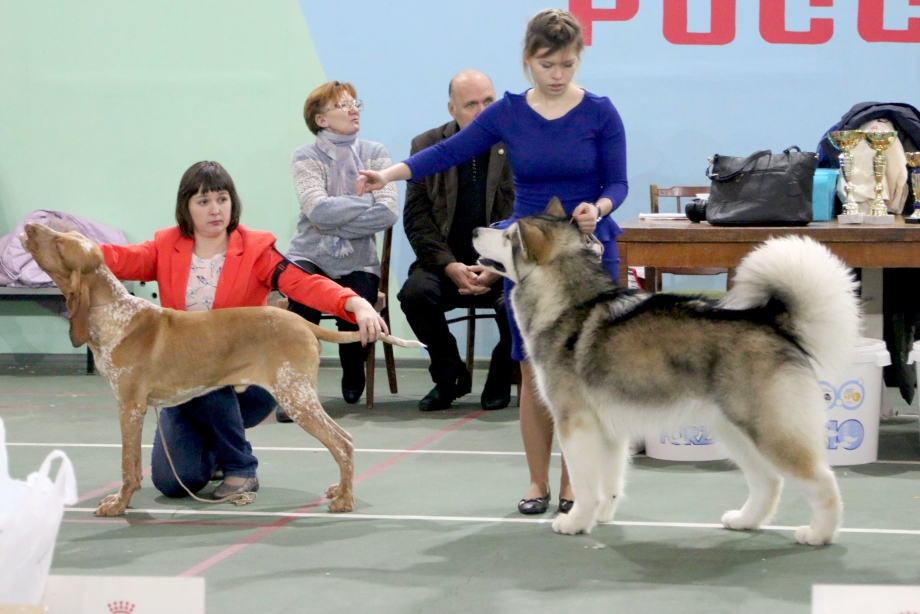 Выставка собак Севастополь анонсы 2021