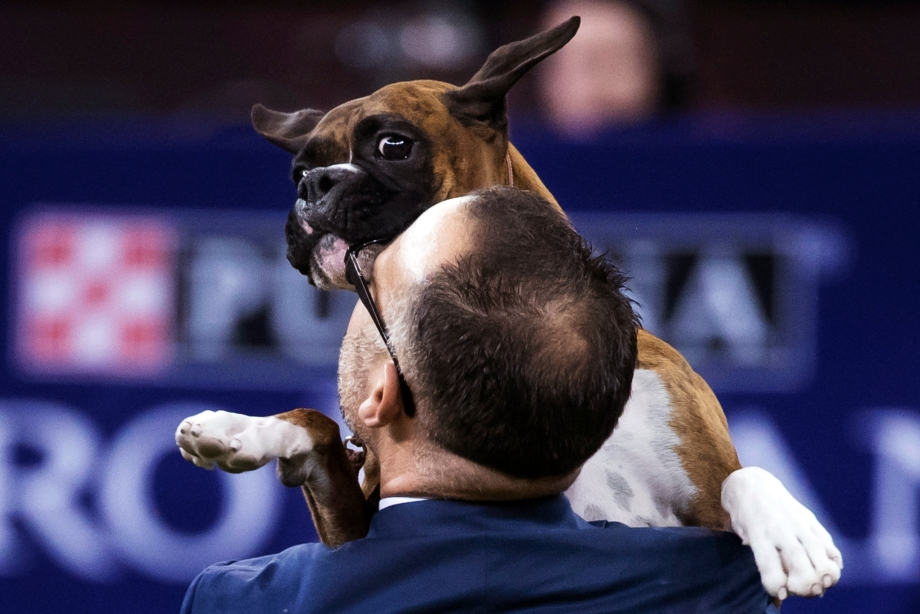 Что такое САС на выставке собак