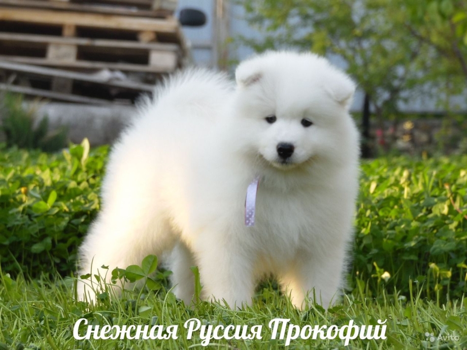 Медвежий самоед