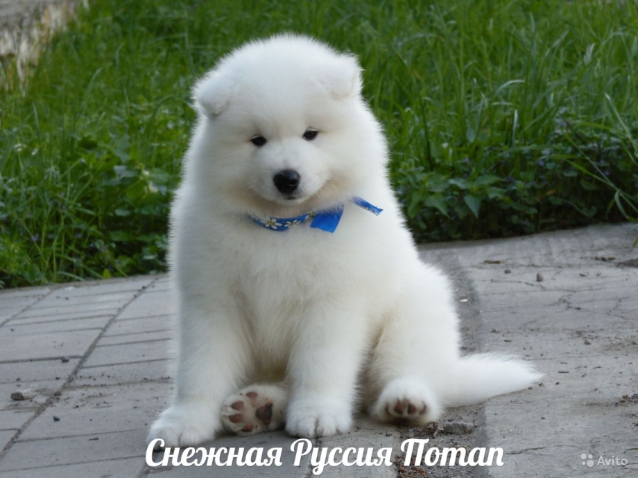 Самоедская лайка Медвежий Тип