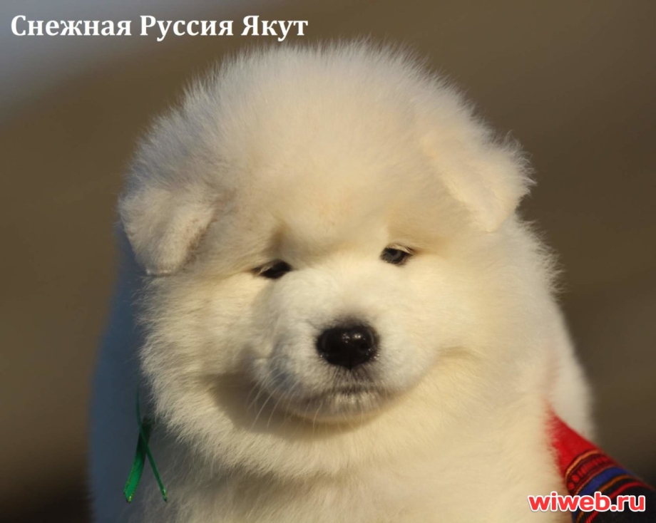 Самоедская собака Медвежий Тип