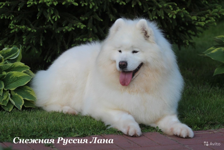 Самоед Медвежий Тип