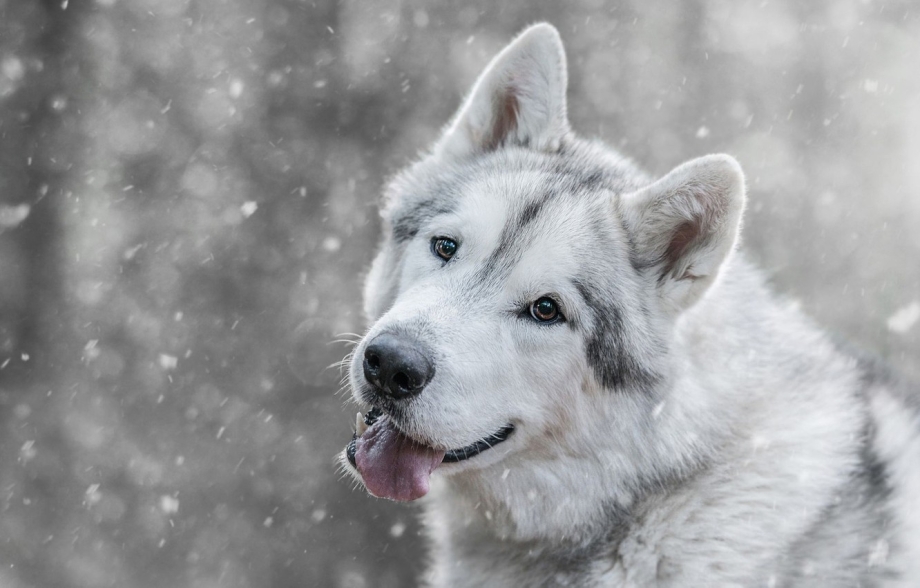 Alaskan Malamute Snow