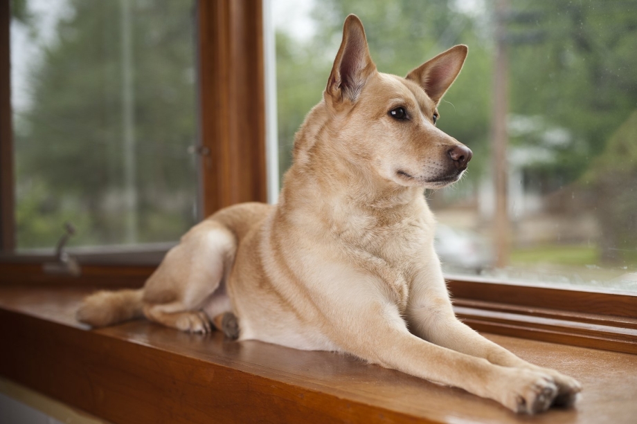 Каролинская собака Carolina Dog