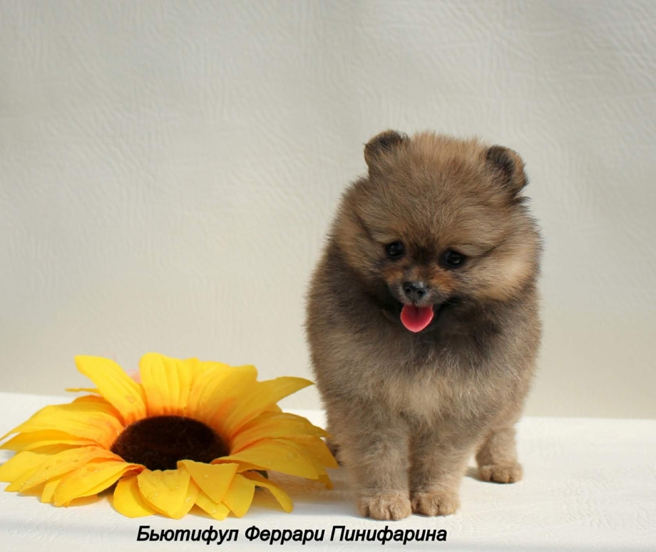 Весенний шпиц