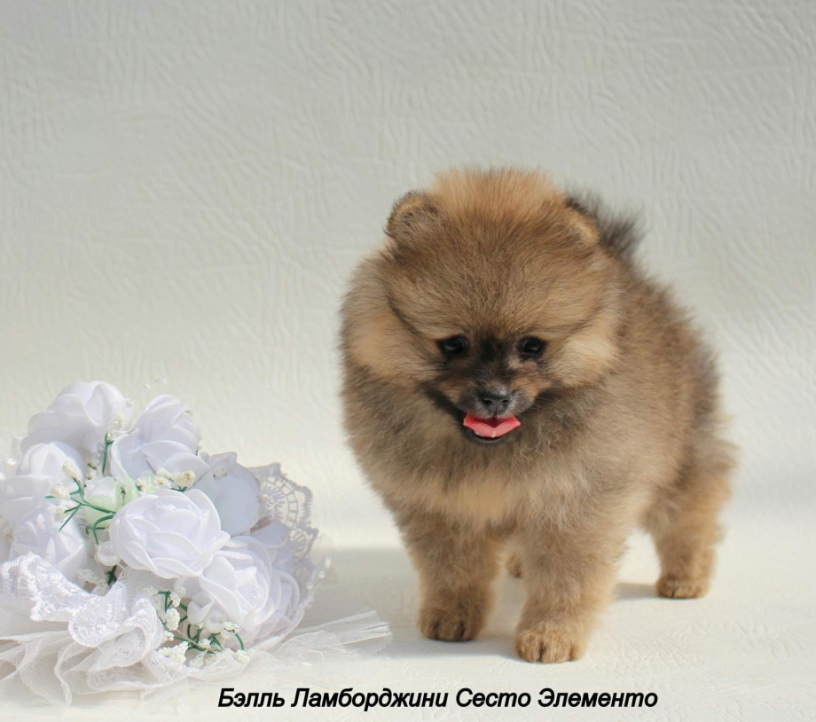 Шоко Соболь шпиц