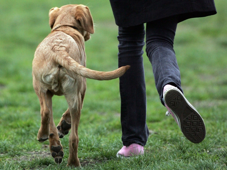 Dogs Chase their Tails