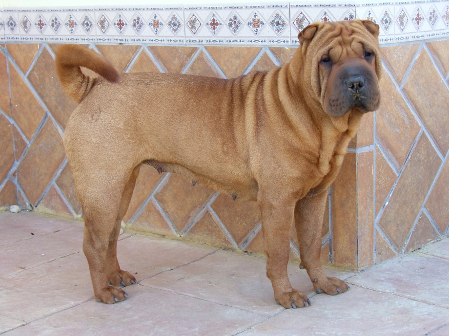 Amerikanski sharpei шарпей американский