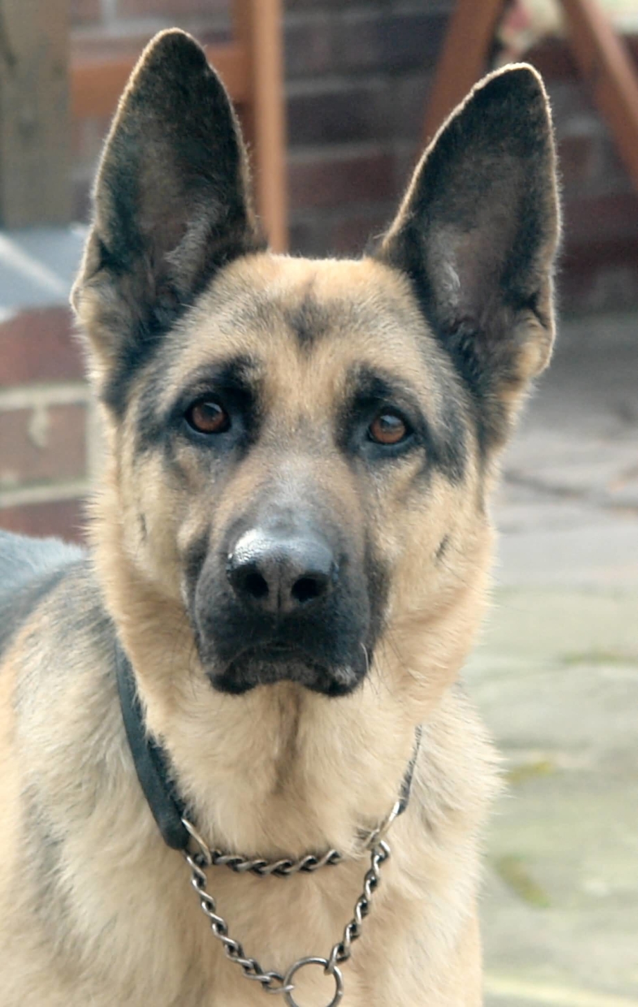 German Shepherd немецкая овчарка