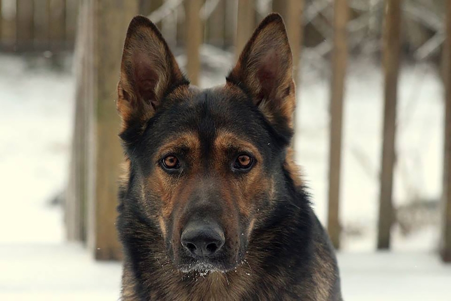 Немецкая овчарка Shepard
