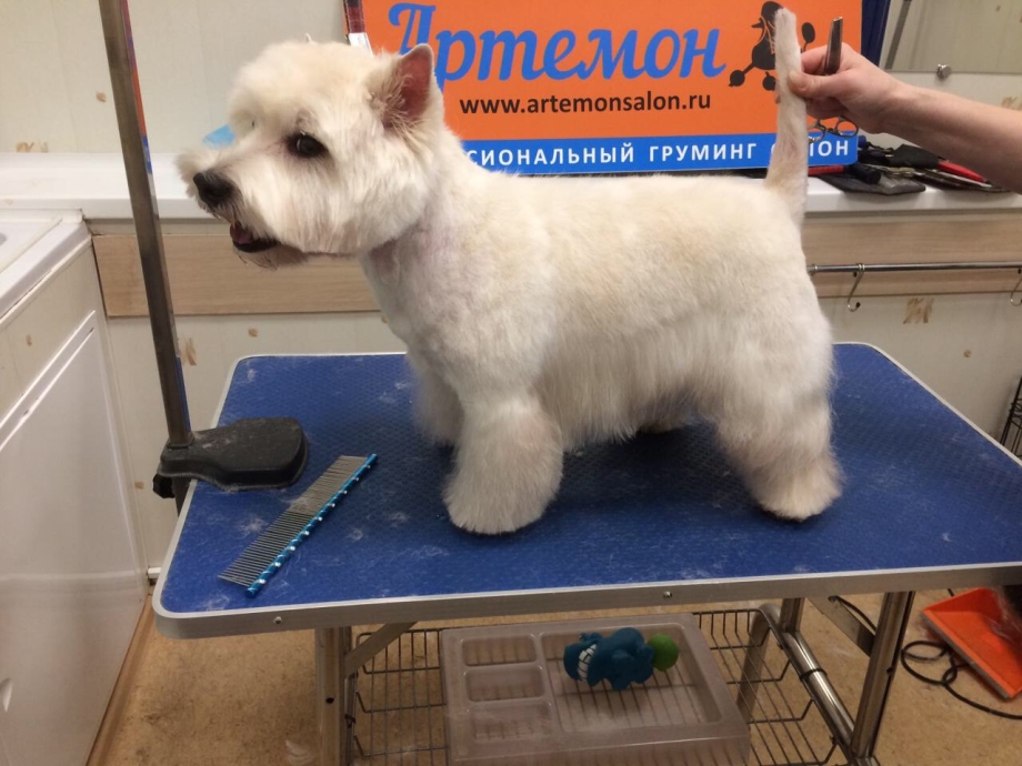 Норвич спаниель