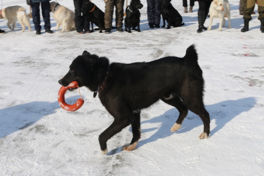 Якутская лайка