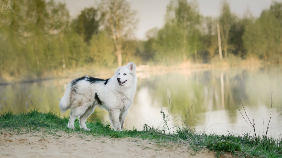 Клонированная лайка Кэрэчээнэ