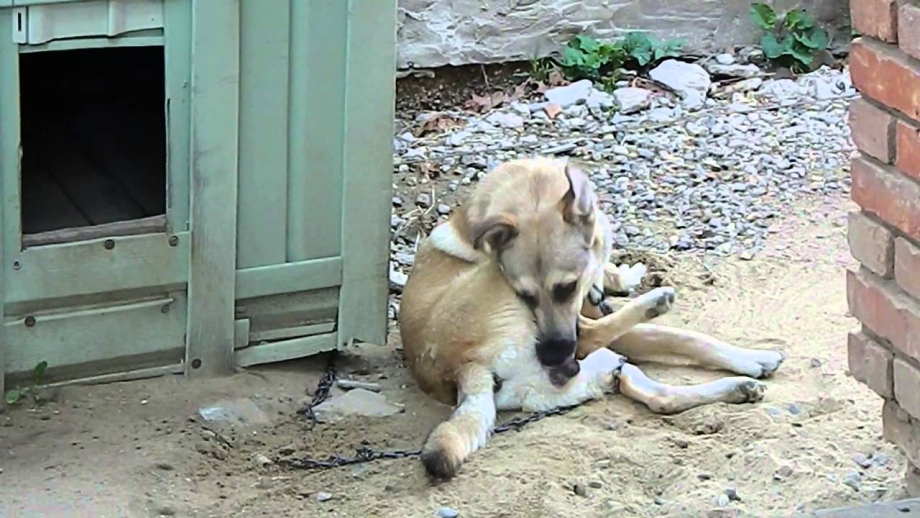 Лабрадор ретривер кусается