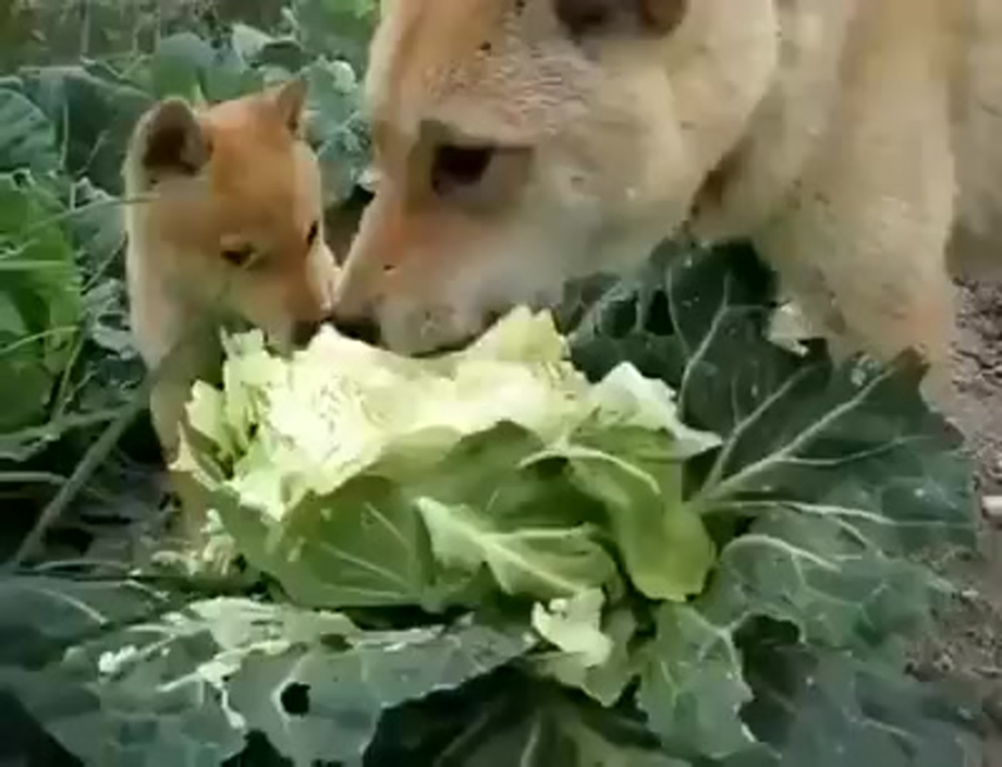 Волк с арбузом