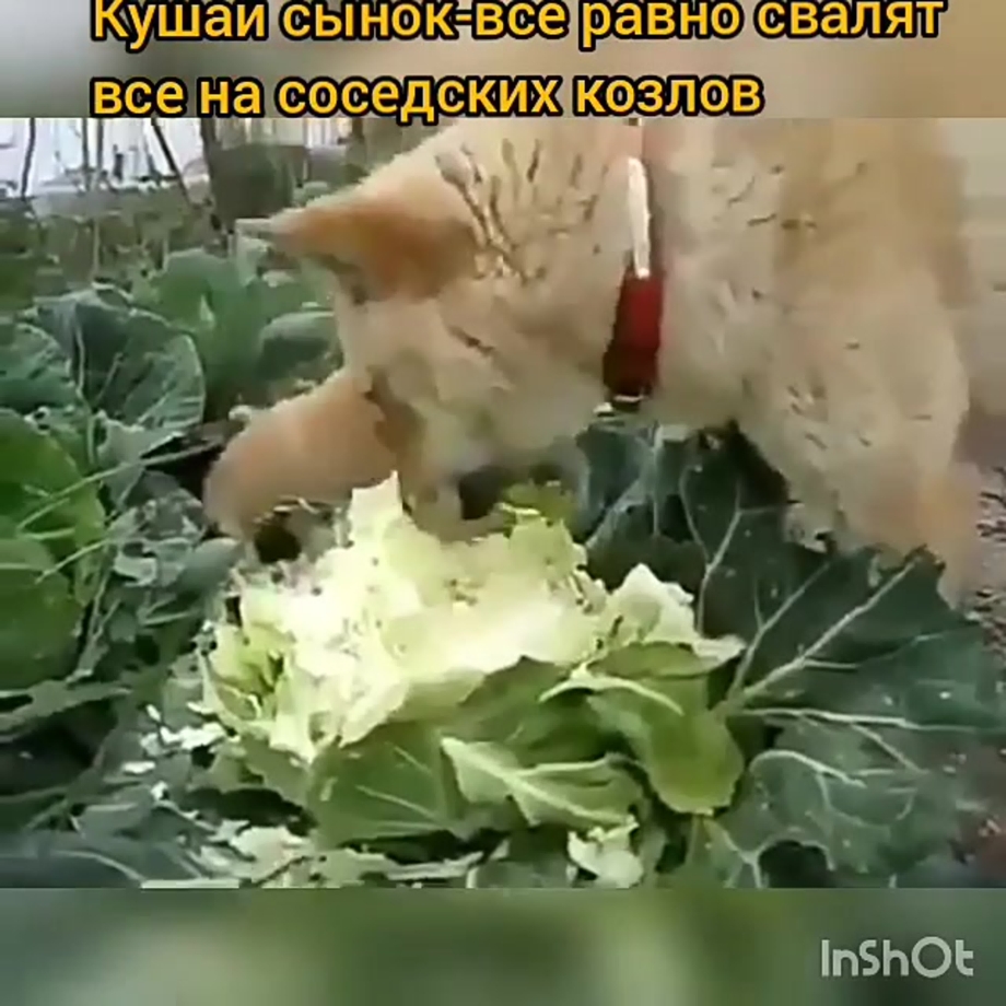 Собака жрет капусту
