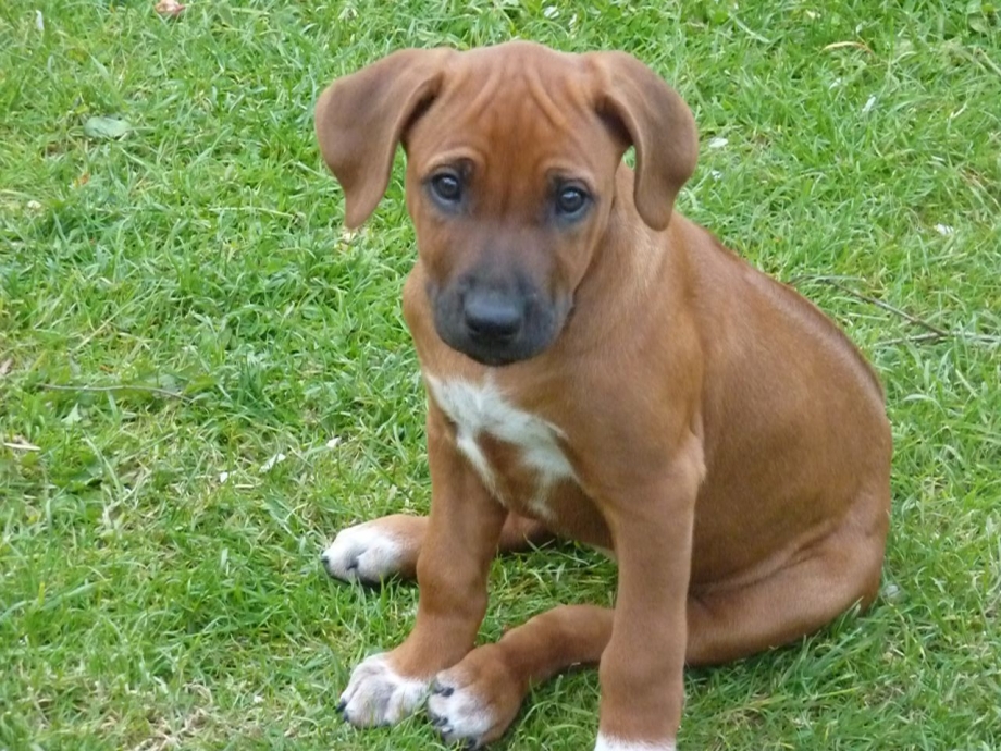 Rhodesian Ridgeback Puppy