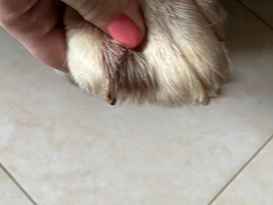 У кота на лапе проплешина