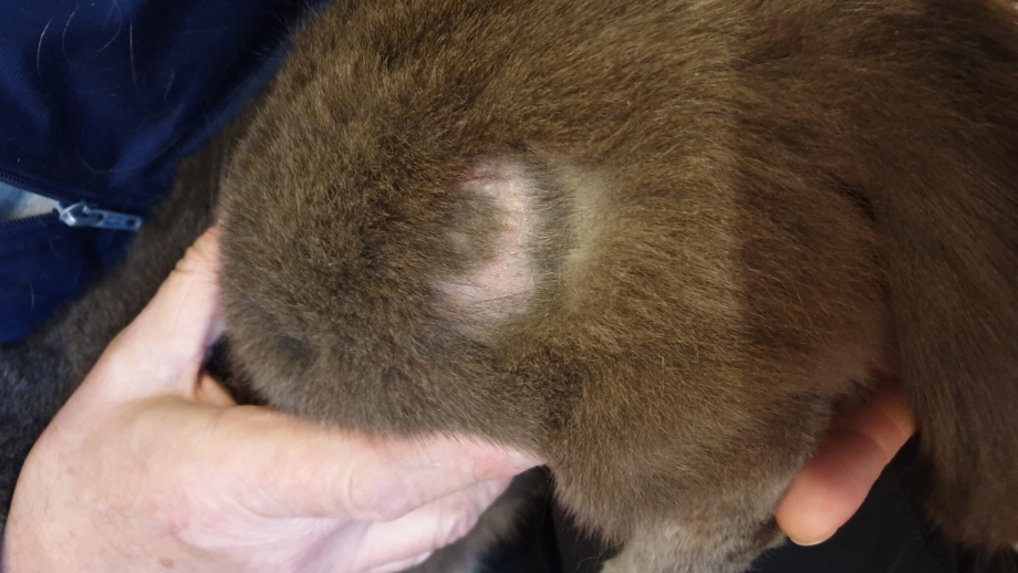 Болезнь лапок вислоухих кошек