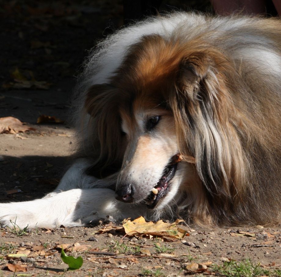 Dog is Dog Пермь