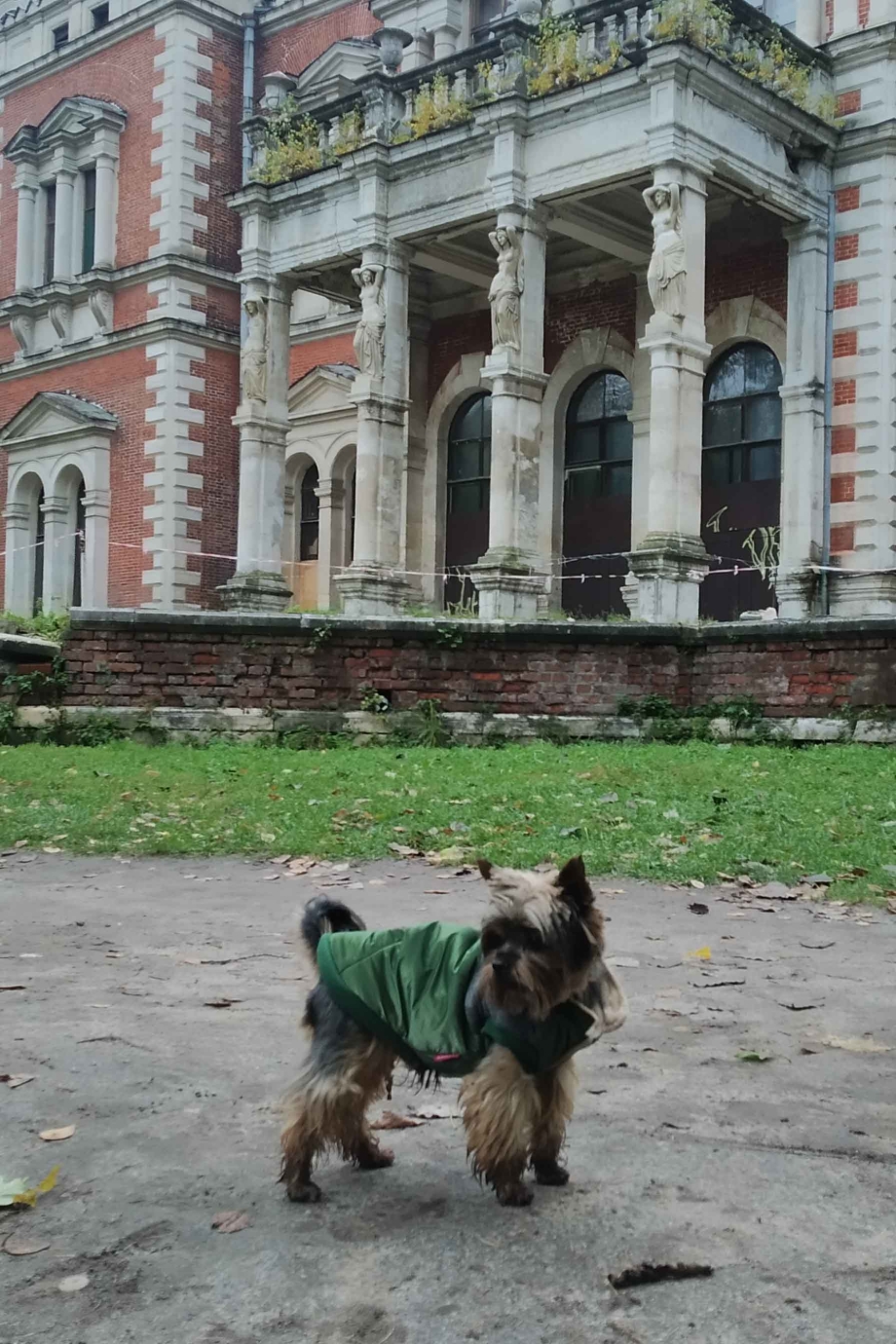 Йоркширский терьер