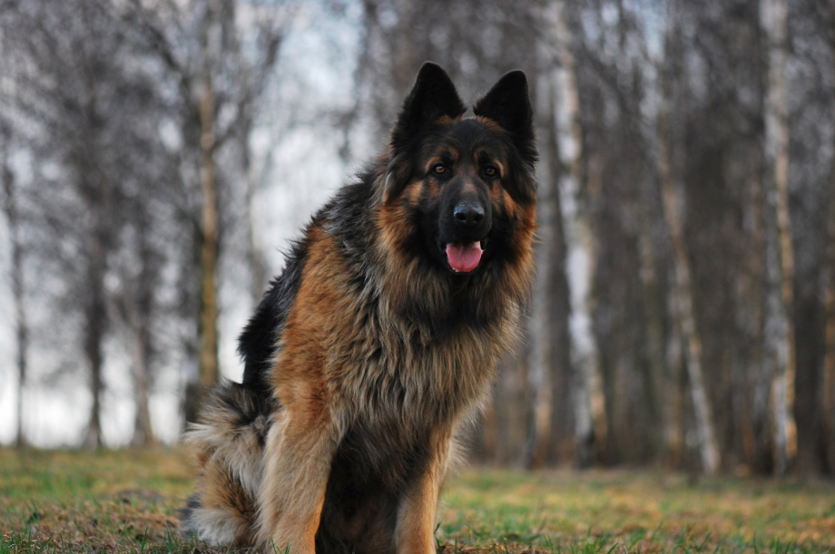 German Shepherd немецкая овчарка