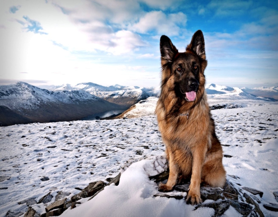 German Shepherd немецкая овчарка