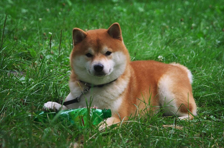 Сиба ину