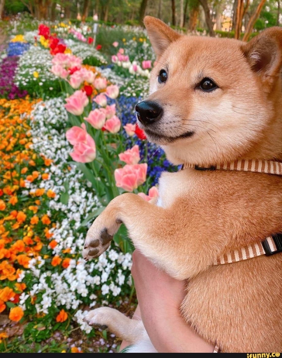Шиба ину уши