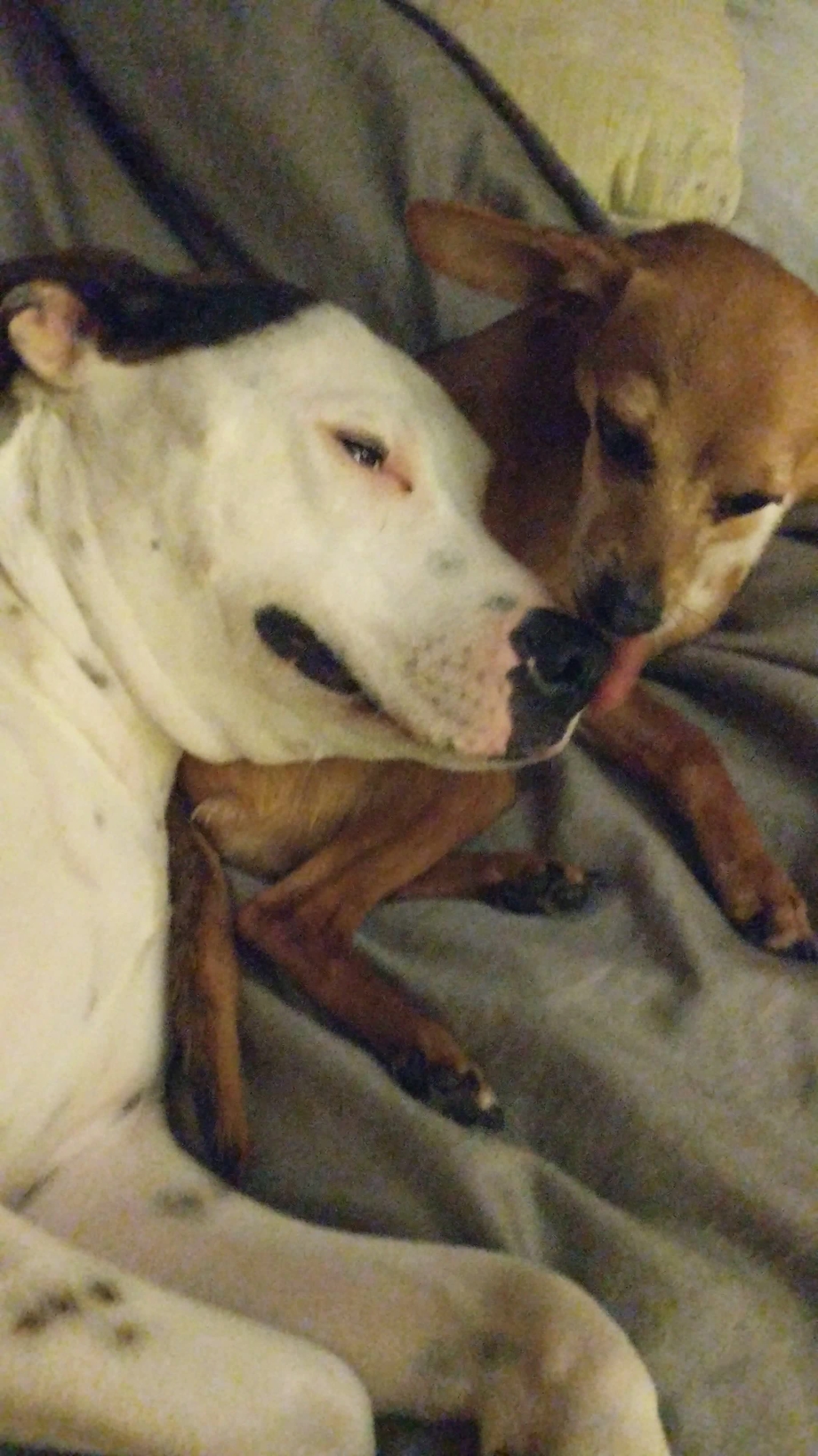Dog lick