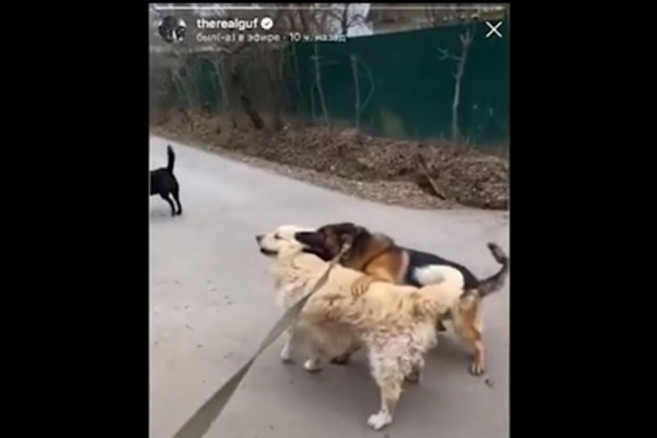 Лора собака