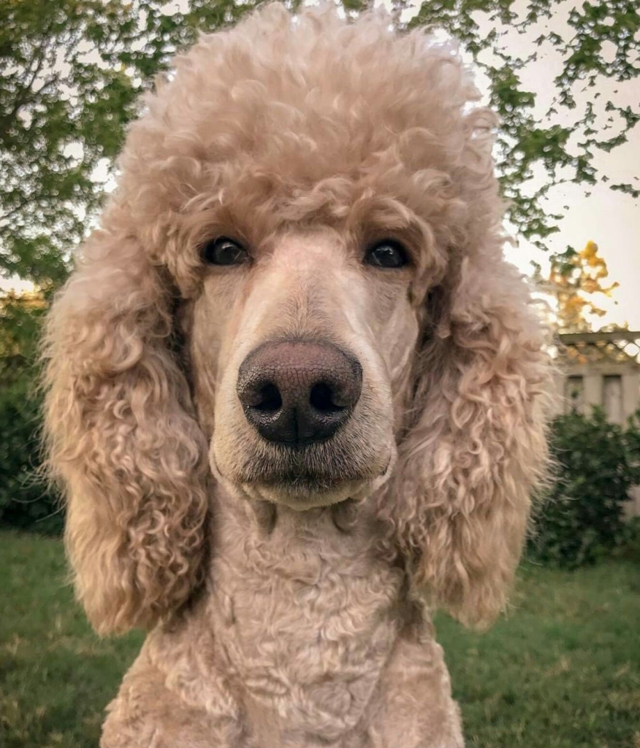 Пудель Королевский черный кудрявый