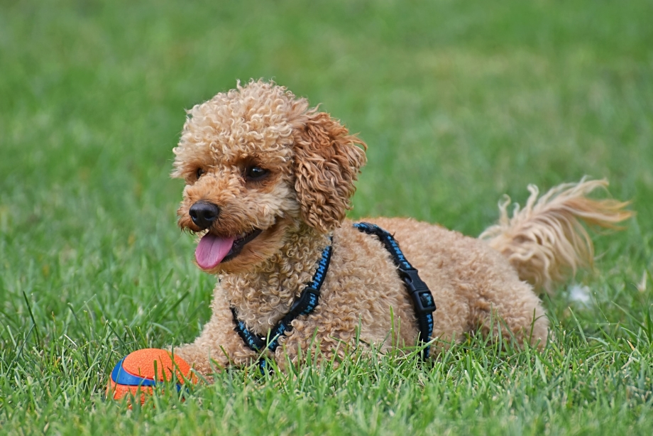 Poodle Kaniş