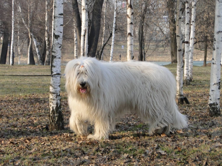 Южнорусская овчарка