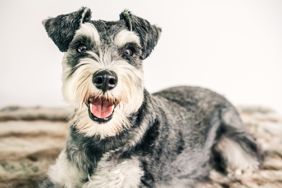 Цвергшнауцер / Miniature Schnauzer (183) м