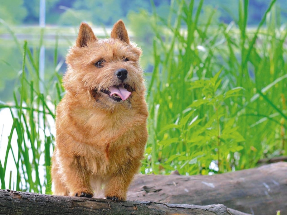 Breed Норвич терьер