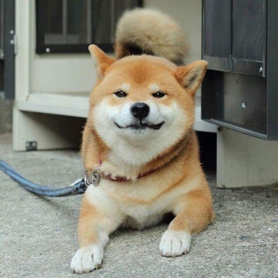 Шиба ину мини
