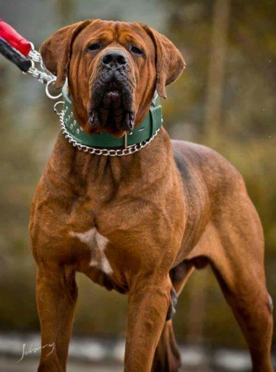 Доберман k9