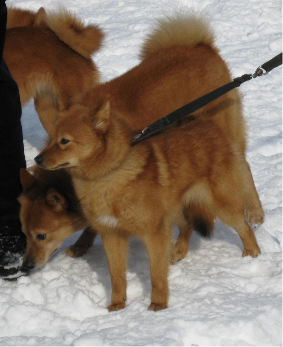 Коренофинская лайка на охоте