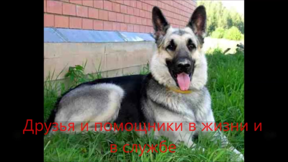 Восточно-европейская овчарка
