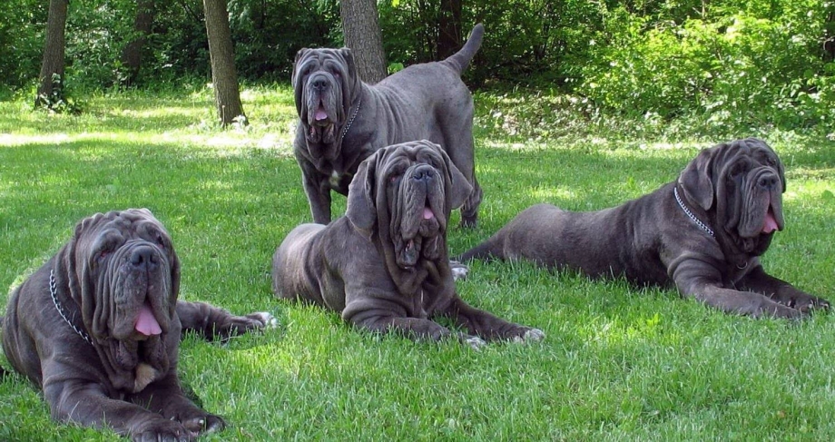 Английский мастиф