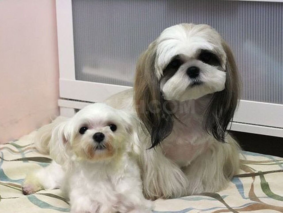 Ши тцу девочка