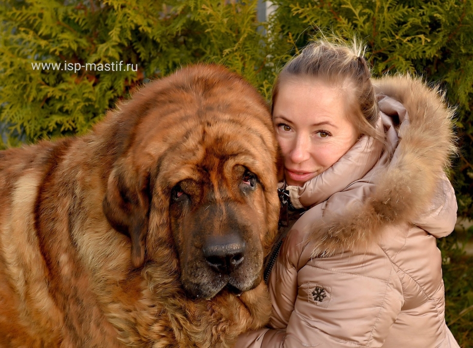 Как содержать испанский мастиф