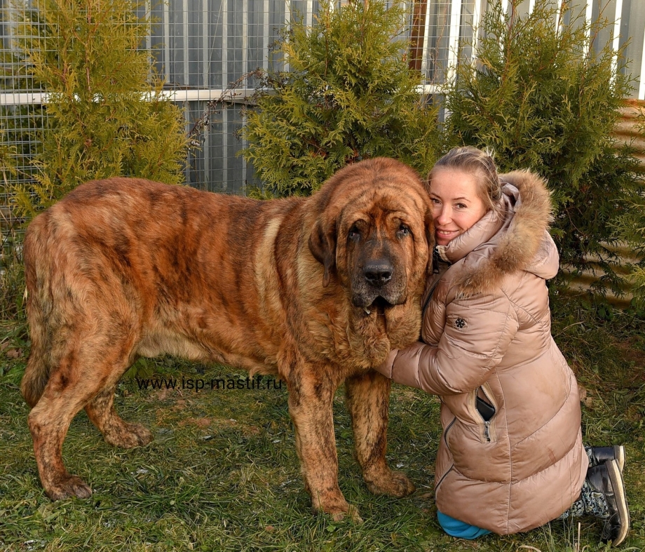 Испанский тибетский мастиф
