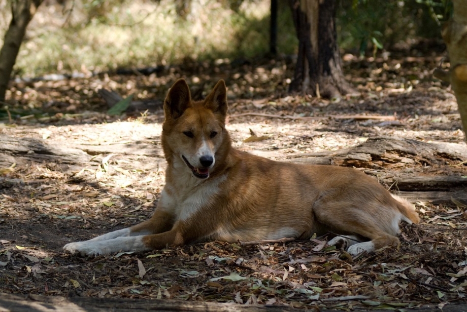Disco Dingo