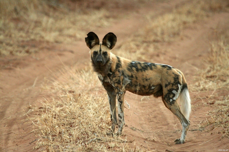 Гиеновая собака (Lycaon pictus),