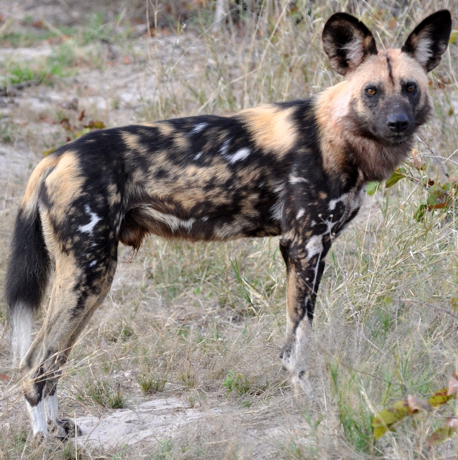 Гиеновая собака (Lycaon pictus),