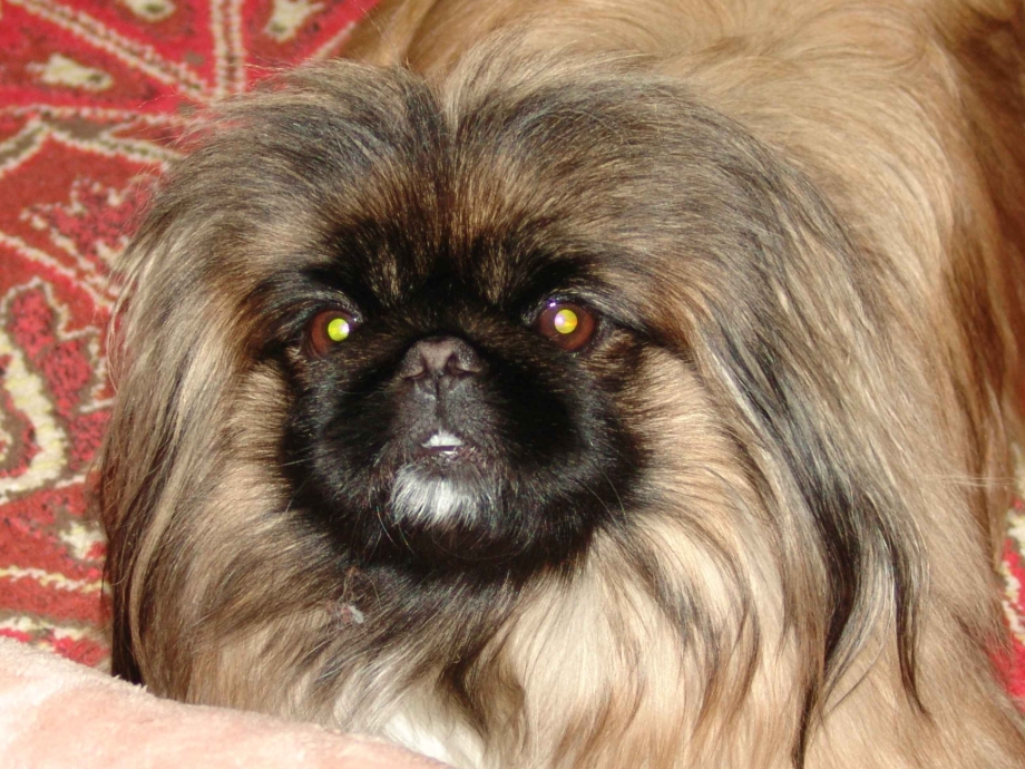 Пекинес Ляля